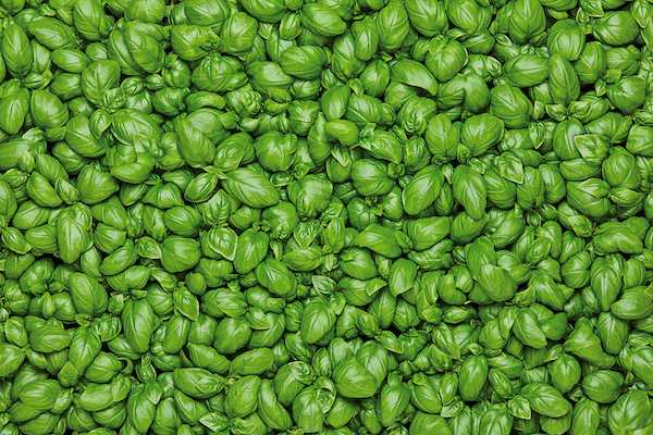 Vertical Farming, Planet Farms a Roguiltlessplastic 
