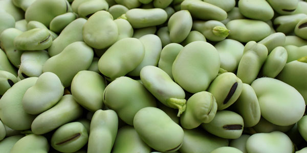 Fava, una leguminosa in ripresa