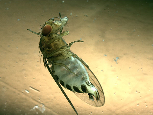 Laimburg, strategia sostenibile contro la Drosophila suzukii