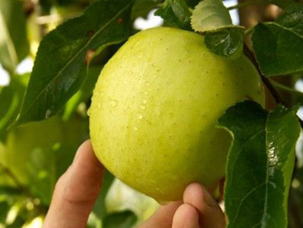 Fem, focus sulla frutticoltura delle Valli del Noce