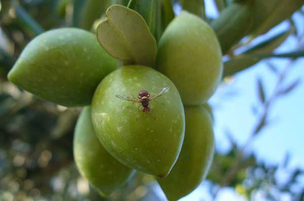 Fem, strategie naturali contro la mosca dell'olivo
