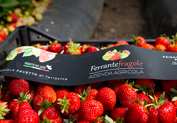 Al via la stagione delle fragole Favetta