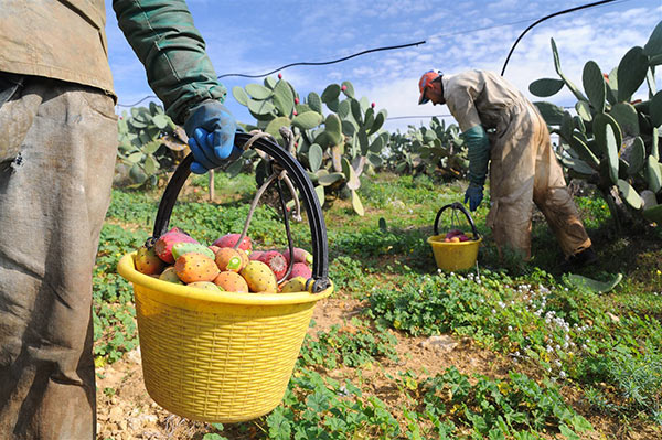 «Fichi d'india, ottime pezzature ed elevato grado Brix»