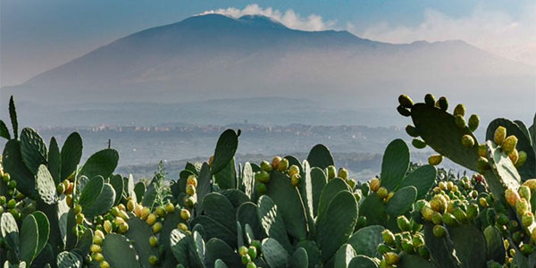 Qualità al top per il Ficodindia dell'Etna Dop
