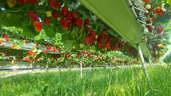«Fragole tardive fuorisuolo, perchè investire»
