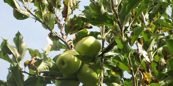 Melo, come prevenire le carenze di manganese