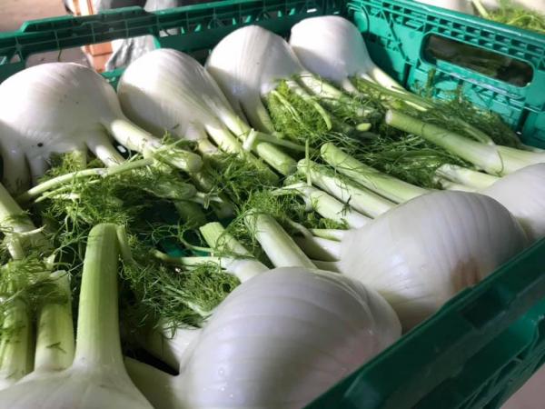 Finocchi di Isola Capo Rizzuto, produzione scesa del 60%