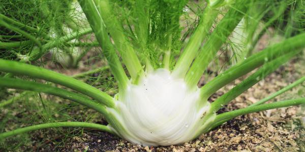 Diserbo delle orticole, come unire efficacia e selettività