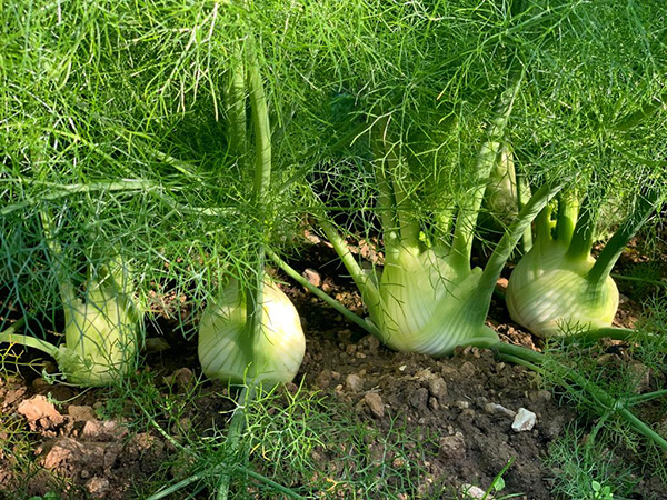 «Meno male che coltivo il finocchio Augusto»