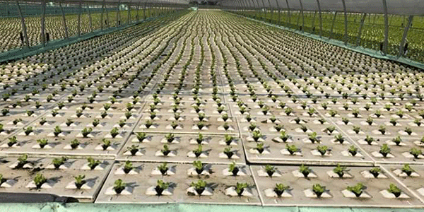 Lattuga in «floating system», maxi impianto da 10 ettari