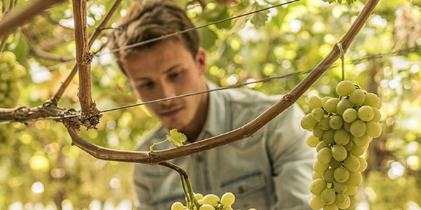 Uva senza semi, la Puglia cambia marcia