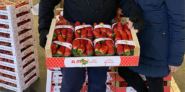 Fragole e asparagi, offerta italiana in calo dopo il freddo