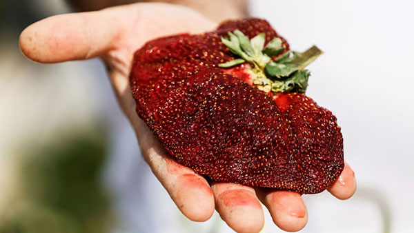 Fragola da Guiness World Record, pesa 289 grammi