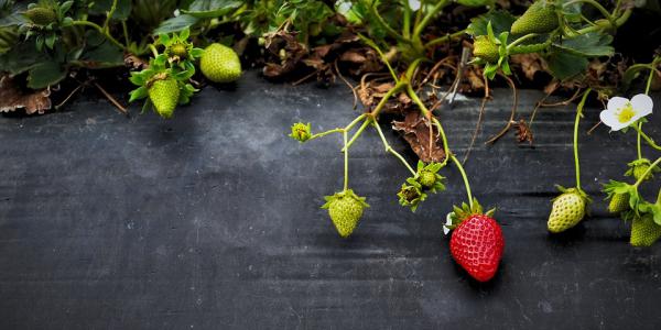 Svelata la mappa genetica del frutto
