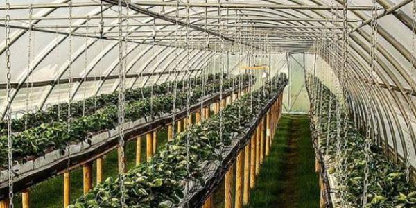 Piacenza, coltivazione di fragole «in carcere»