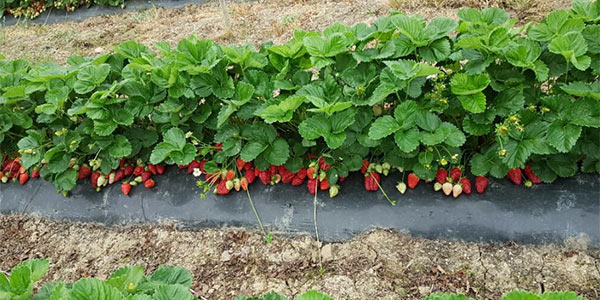 Fragole e frutta estiva, l'aria che tira nel Cesenate