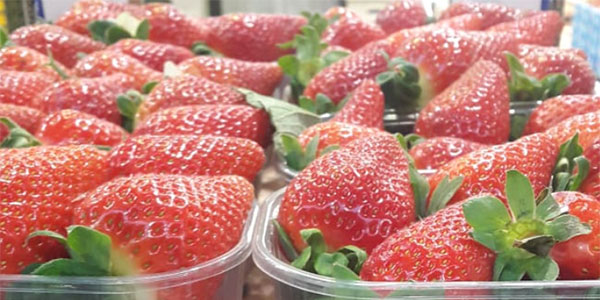 Le fragole di Marsala tra clima ideale e nuove varietà 