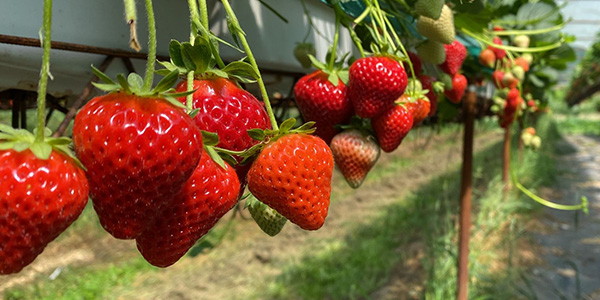 Fragole di montagna alle prese con un clima da spiaggia