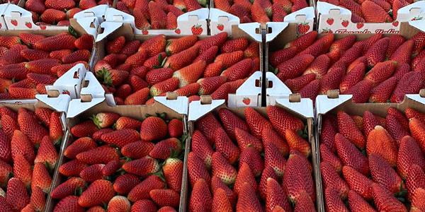 «Fragole, la raccolta procede a rilento»