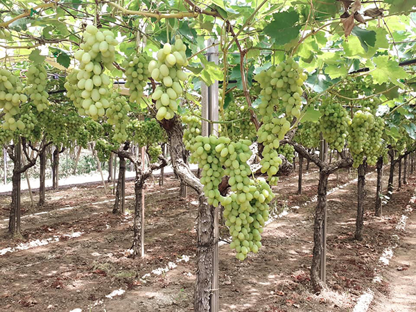Uva da tavola, prezzi in ripresa favoriti dai volumi bassi
