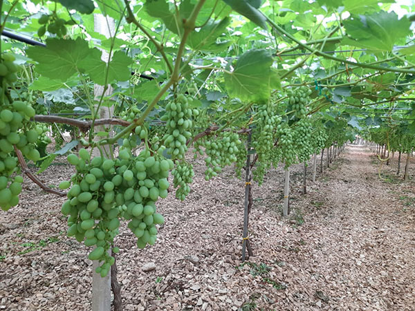 Uva da tavola, in Puglia partenza anticipata