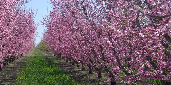 Habemus catasto frutticolo 
