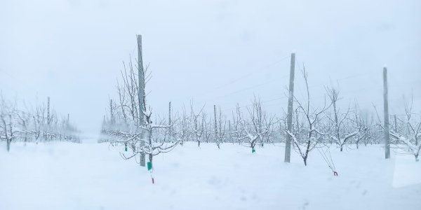 Grecia, frutteti sotto la neve. Ora si teme il gelo