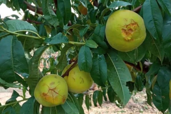 Puglia, frutteti danneggiati dal maltempo