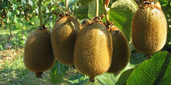 Anche sul kiwi incombe lo spettro della cimice asiatica