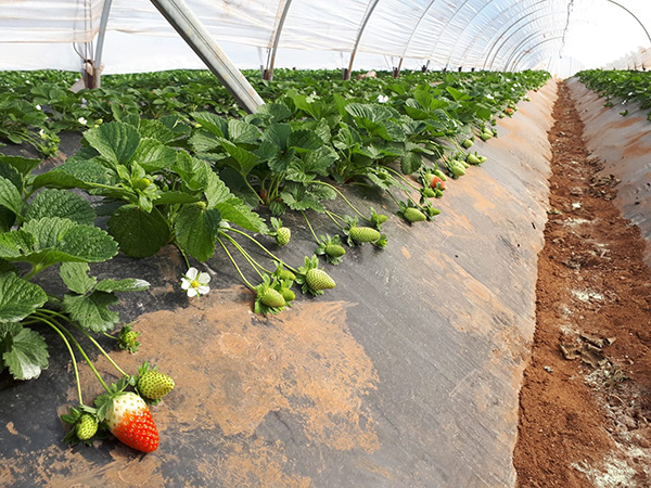 «Fragole bio, ecco come allunghiamo il calendario»