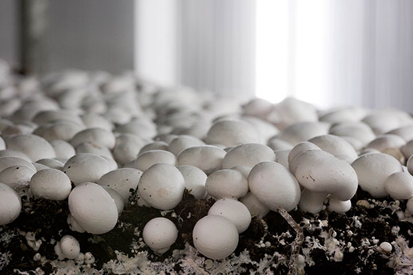 «Ecco perché i funghi sono l'alimento del futuro»