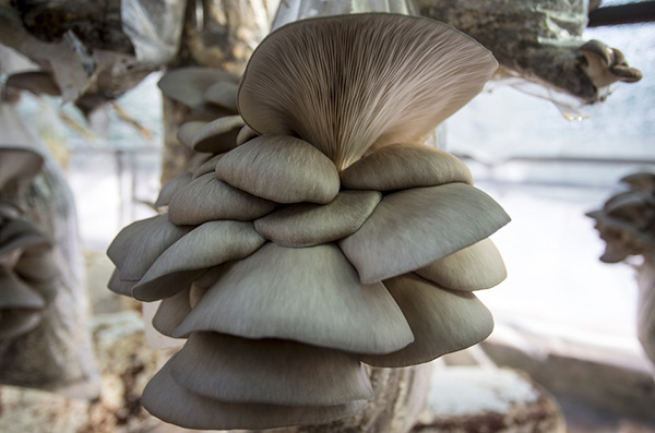 Funghi, ora nascono anche dai fondi del caffè