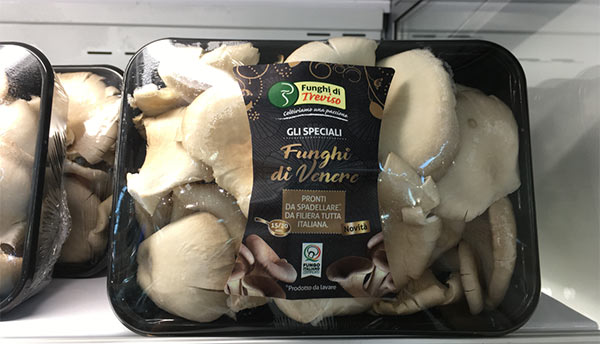 Il fungo Pleurotus evolve nella varietà priva di spore