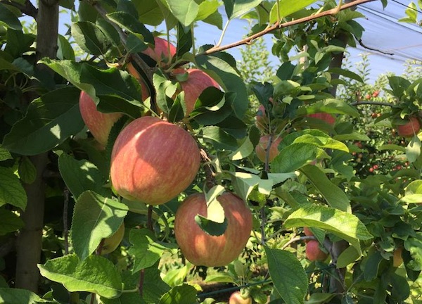 Gala, è già tempo di raccolta