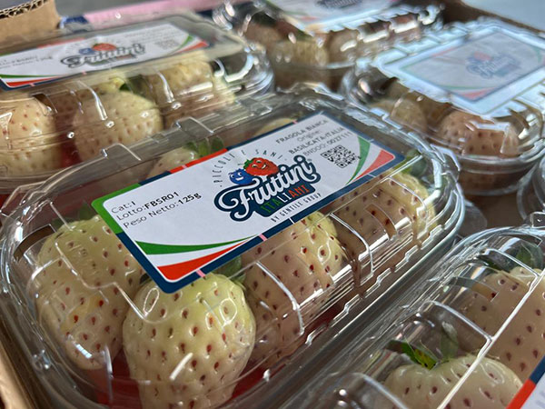 In Basilicata si sperimenta la fragola bianca