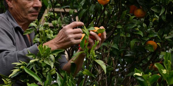 Goel Bio inaugura un magazzino per la lavorazione di agrumi