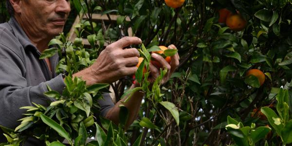 Cambia la denuncia contributiva agricola