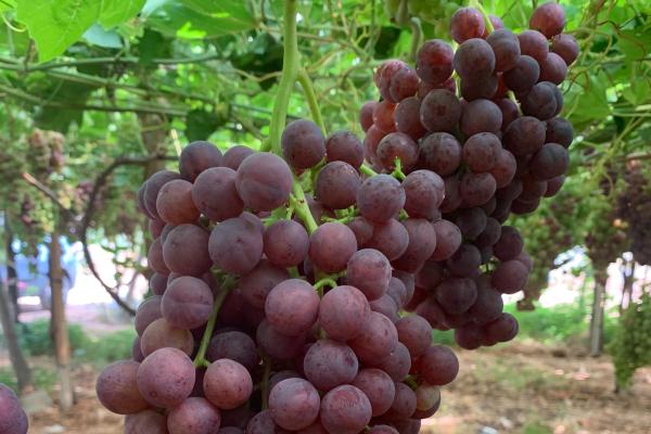 Come uniformare il calibro di kiwi e uva