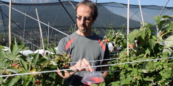 Droso Trap di Biobest parla italiano e... funziona