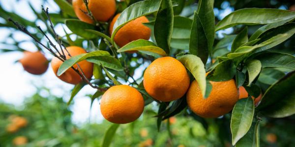 Clementine, prezzi in campagna alle stelle