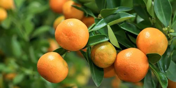 Clementine, Hernandina agli sgoccioli in Calabria  