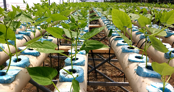 «Nichel e istamina, nei nostri prodotti non c'è traccia»