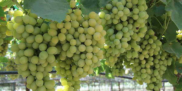 Uva da tavola, in Puglia c'è aria di grande fermento