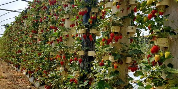 Fragole e pomodori in aeroponica verticale