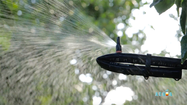 Agrumi, i risultati del progetto Acqua tra qualità e sprechi