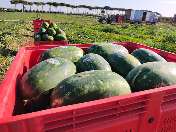 «Mercato fermo, si salvano solo le angurie»