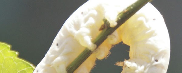 Allevamento degli insetti, se ne parla in un webinar