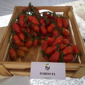Pomodoro Isi Dardo F1