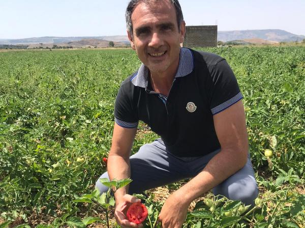 Pomodoro secco siciliano, operazione qualità