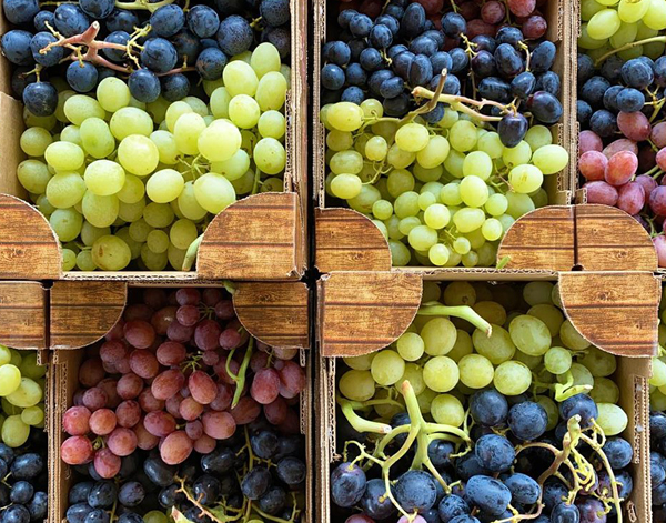 Uva da tavola, alla ricerca della cultivar più innovativa